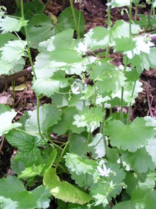 Saxifrage à feuilles rondes