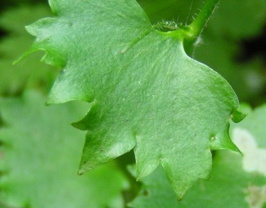 Saxifrage feuille ronde