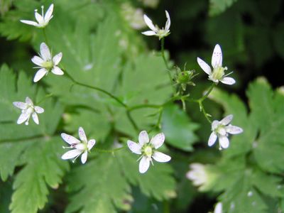 Saxifrage à feuilles rondes