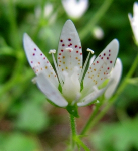 Saxifrage feuille ronde