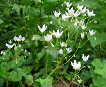 Saxifrage feuille ronde