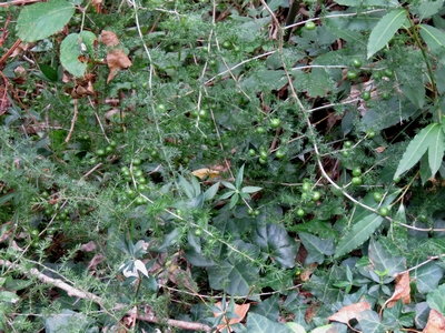 Sparagus