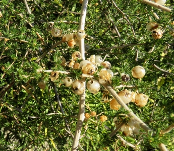 Sparagus