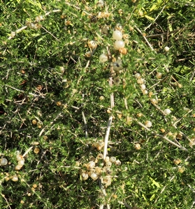 Sparagus