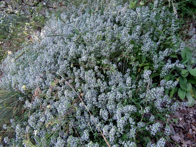 Thym faux pouliot