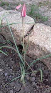Tulipe de l'écluse