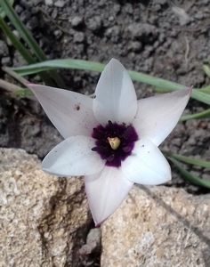 Tulipe de l'écluse