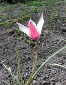 Tulipe de l'écluse