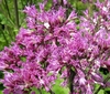 adenostyle-feuilles-alliaire adenostyle-feuilles-alliaire