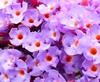 Buddleia de David Buddleia de David