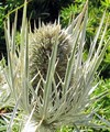 Chardon Blanc flore