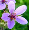 Erodium Erodium