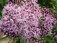 Eupatoire chanvrine Eupatoire chanvrine