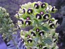 Euphorbe chariacas flore