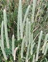 Fléole des près Fléole des près