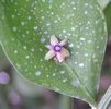 Fragon flore