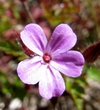 Géranium pourpre Géranium pourpre