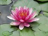 Nénuphar Nénuphar