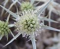 Panicaut champêtre flore