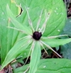 Parisette Parisette