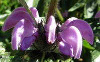 Phlomis rose Phlomis rose