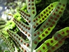 Polypode du Sud Polypode du Sud