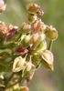 Rumex crépu flore