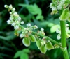 Rumex intermédiaire Rumex intermédiaire