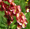 Rumex petite oseille Rumex petite oseille