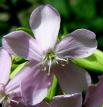 Saponaire officinale Saponaire officinale
