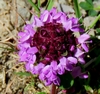 Serpolet Serpolet