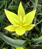 Tulipe Sylvestre
