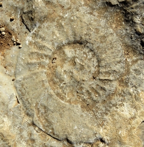 AMMONITE